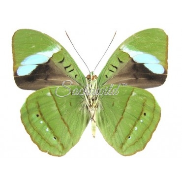 Nessaea Hewitsoni (M)