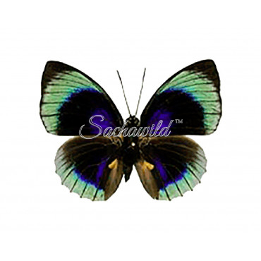 Agrias Hewitsonius Beata (M)