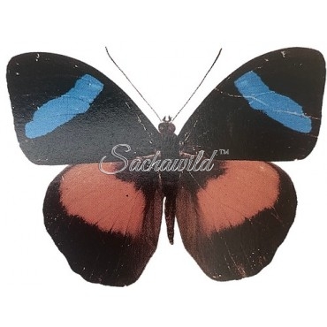 Nessaea Obrinus (M, A1)