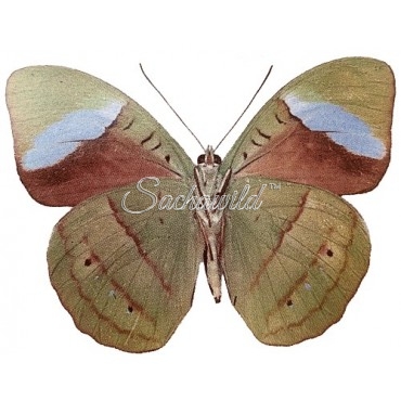 Nessaea Obrinus (M, A1)