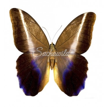 Caligo Idomeneus Idomeneus (M, A1)