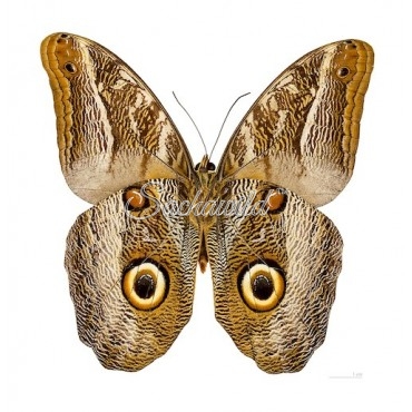 Caligo Idomeneus Idomeneus (M, A1)