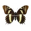 Papilio Cacicus Inca (M)