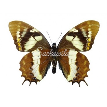Papilio Cacicus Inca (M)