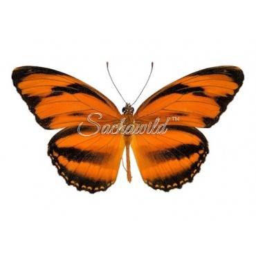 Dryadula Phaetusa (M, A1)