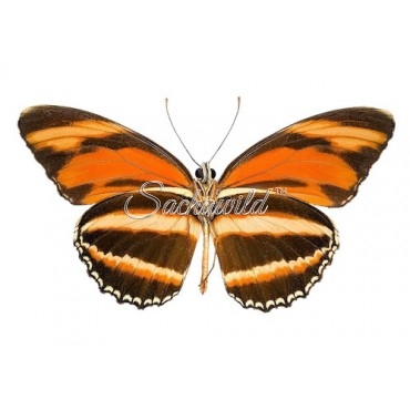 Dryadula Phaetusa (M, A1)