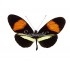 Heliconius Melpomeme Amaryllis (M, A1)