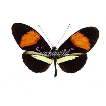 Heliconius Melpomeme Amaryllis (M, A1)