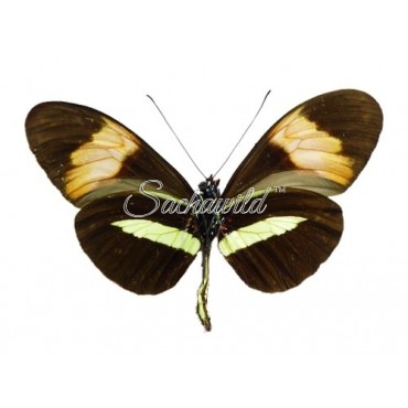 Heliconius Melpomeme Amaryllis (M, A1)