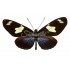 Heliconius Doris Doris