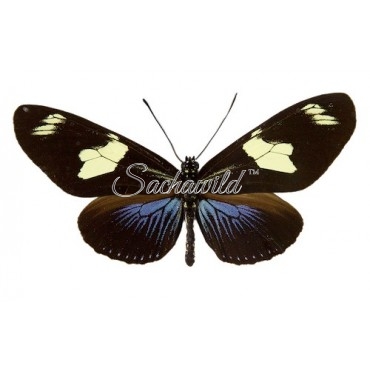 Heliconius Doris Doris