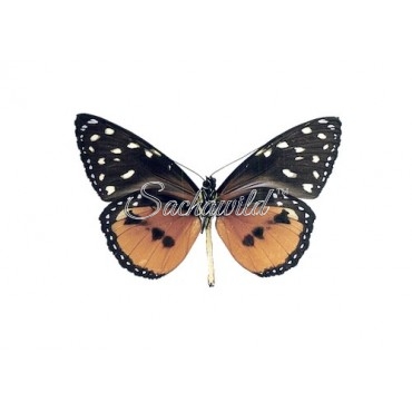 Tithorea Tarricina Bonita (M, A1)