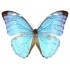 Morpho Uraneis Eugenia (M)