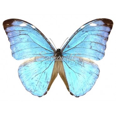 Morpho Uraneis Eugenia (M)