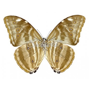 Morpho Uraneis Eugenia (M)