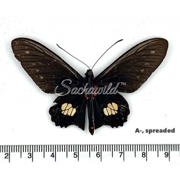 Parides Chabrias (M, A-, Spread)