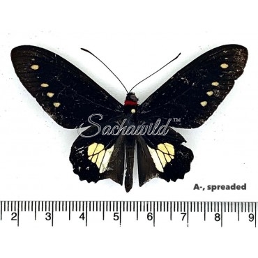 Parides Chabrias (M, A-, Spread)