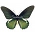 Battus Belus Spp (M)