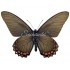 Battus Belus Spp (M)
