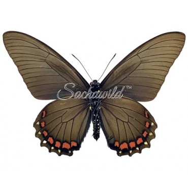 Battus Belus Spp (M)