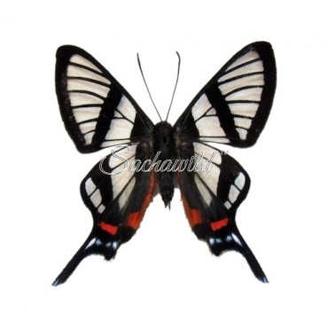 Chorinea Sylphina (M)