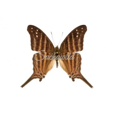 Marpesia Chiron (M, A1)