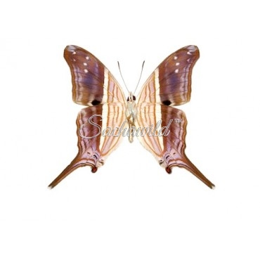 Marpesia Chiron (M, A1)