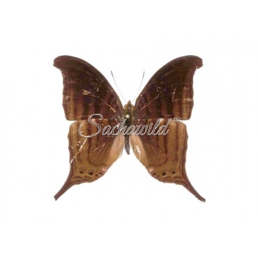 Marpesia Themistocles (M, A1)