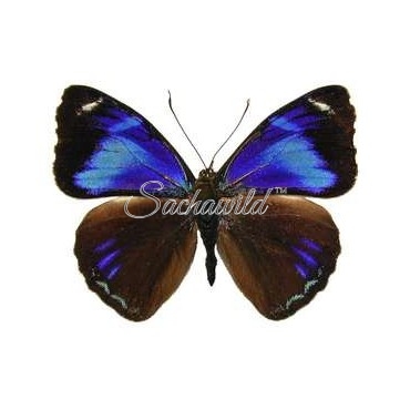 Perisama Philinus (M, A1)