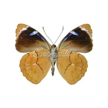 Perisama Philinus (M, A1)