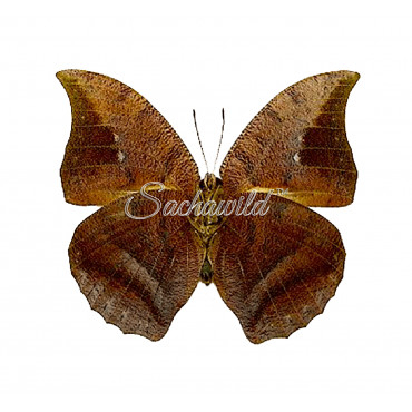 Anaea (Polygrapha) Tyrianthina