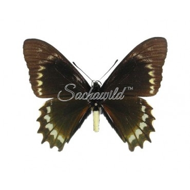 Battus Madyes Philetas