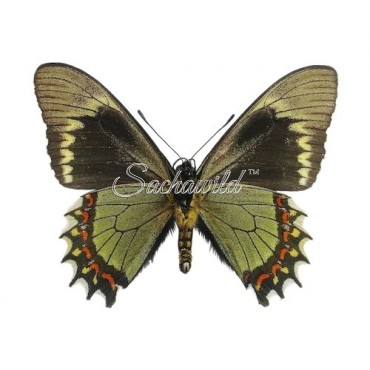 Battus Madyes Philetas