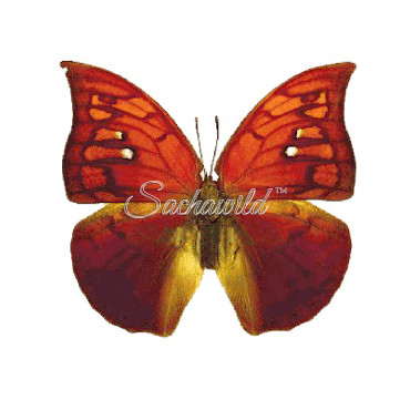 Anaea (Polygrapha) Tyrianthina