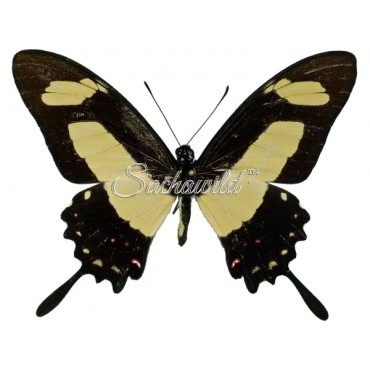 Papilio Torquatus Torquatus (M, A1)