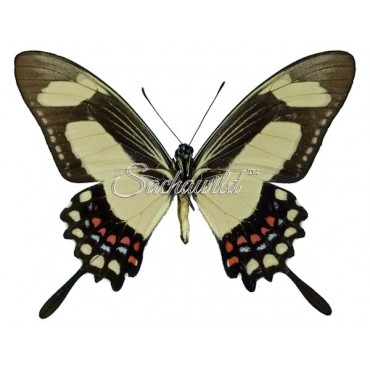 Papilio Torquatus Torquatus (M, A1)