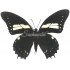Papilio Aristeus Bitias