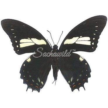 Papilio Aristeus Bitias