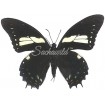 Papilio Aristeus Bitias (M)