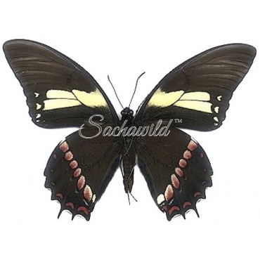 Papilio Aristeus Bitias