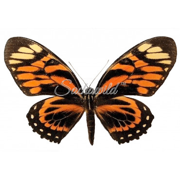 Papilio Zagreus Batesi (F)