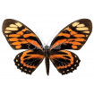 Papilio Zagreus Batesi (F)