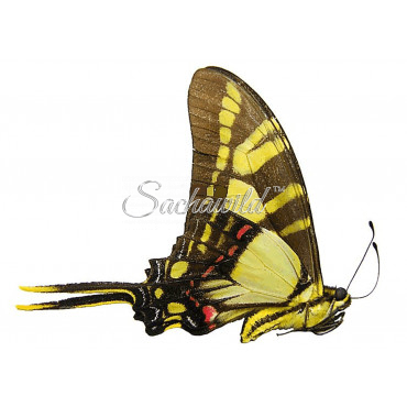 Neographium (Eurytides) Thyastes Thyastinus (F)