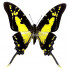 Neographium (Eurytides) Thyastes Thyastinus (F)