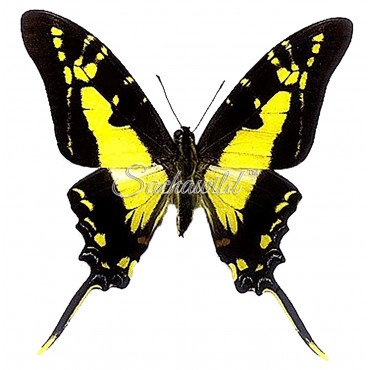 Neographium (Eurytides) Thyastes Thyastinus (F)