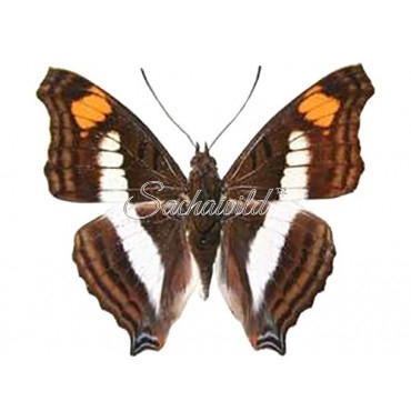 Doxocopa Linda f. Selina (M)