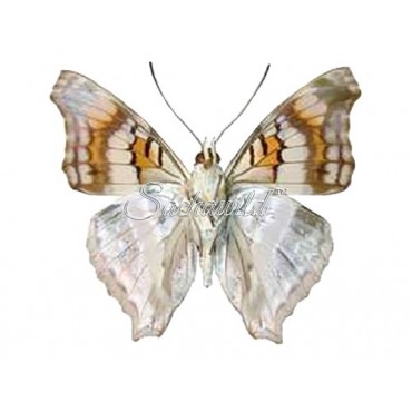 Doxocopa Linda f. Selina (M)