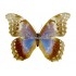 Morpho Menelaus Didius