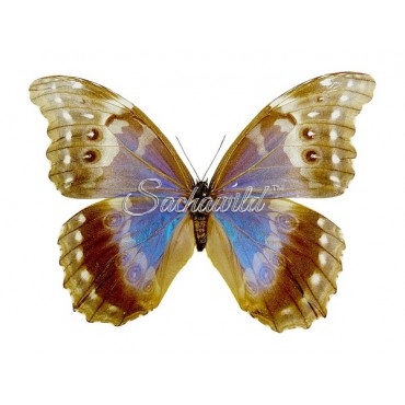 Morpho Menelaus Didius