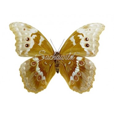 Morpho Menelaus Didius